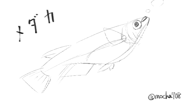 Twoucan メダカ の注目ツイート イラスト マンガ