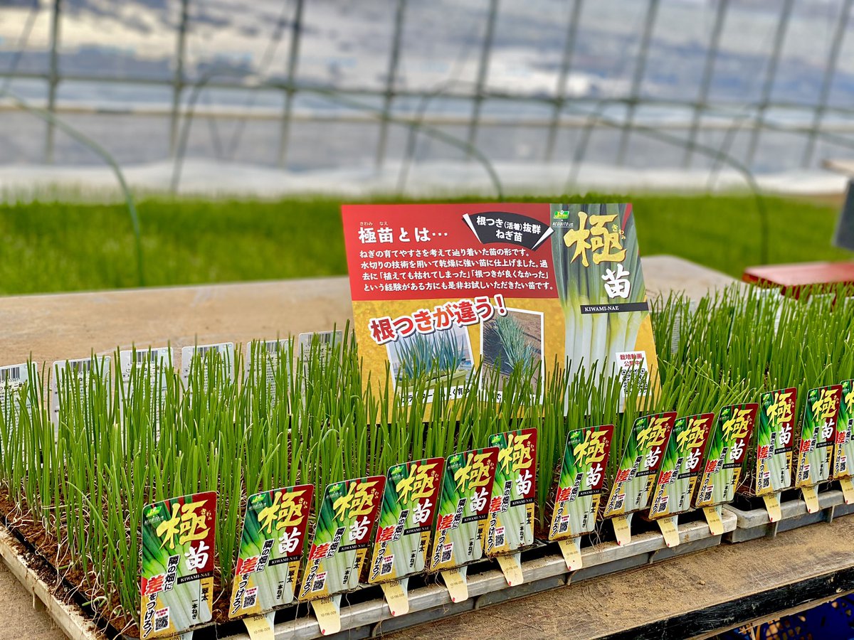 信州産　ねぎ苗　朝採りネコポスいっぱい♪ 信州産 ねぎ苗 朝採りネコポスいっぱい♪ 信州産 ねぎ苗 朝採り