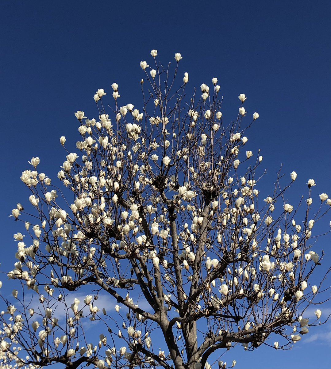 Doubler 朝もうすぐ咲きそうってたまたま撮ったハクモクレン 今日の暖かさで昼には咲いてた 木蓮の花言葉 自然への愛持続性 ハクモクレンの花言葉 高潔な心 癒される