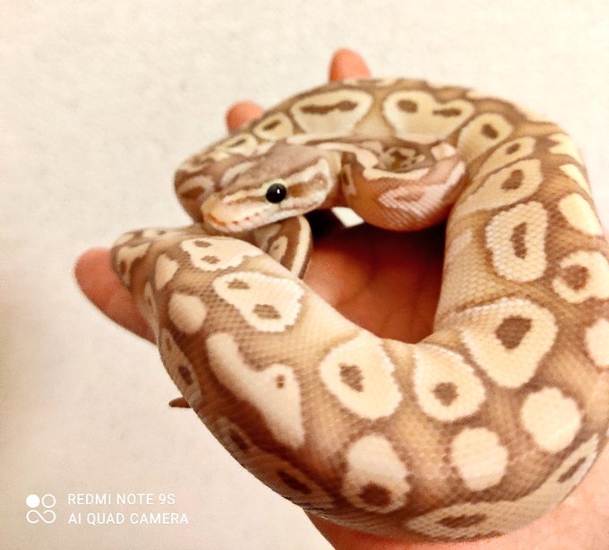 ボールパイソンのtwitterイラスト検索結果