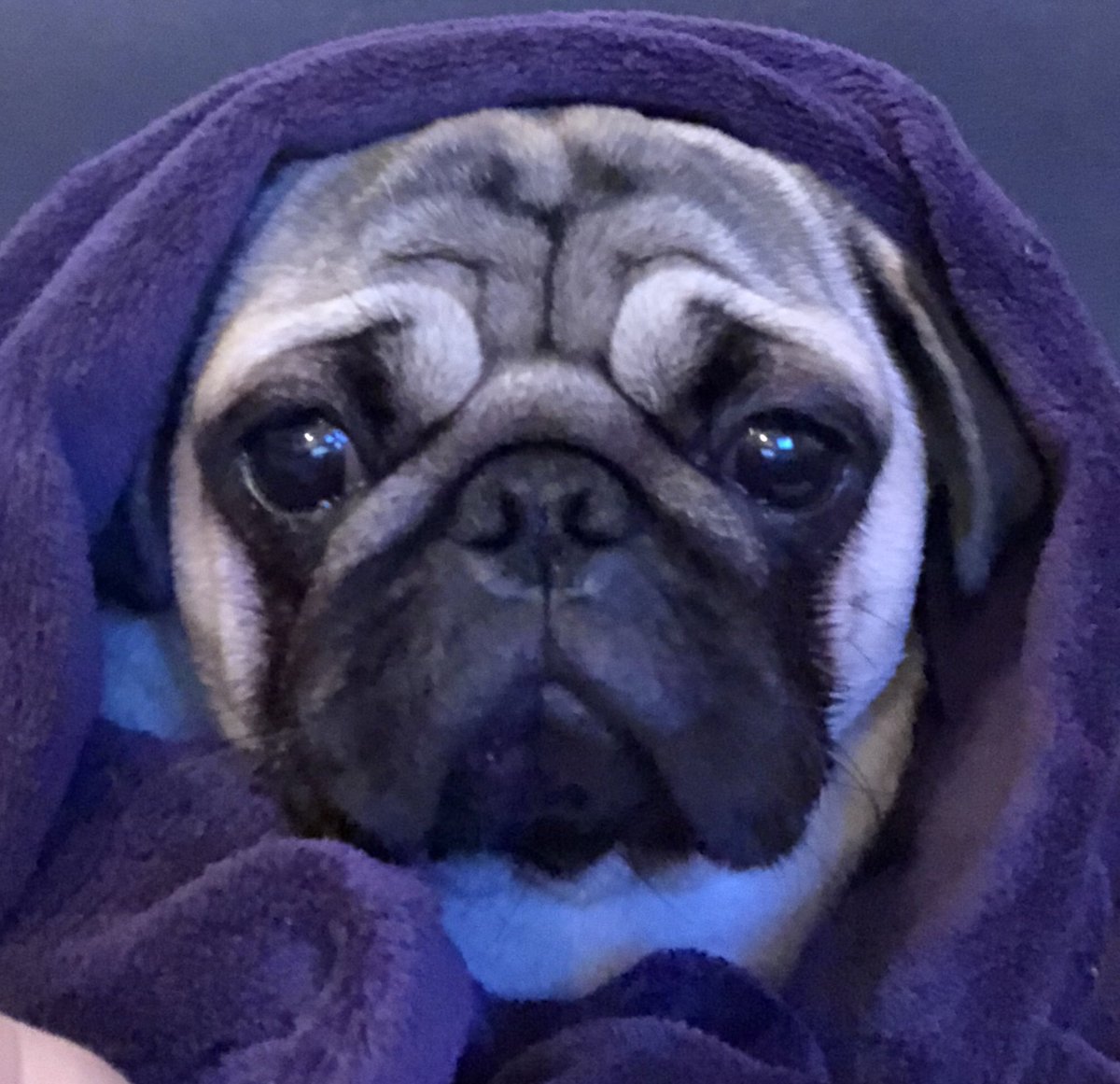 FPugface's tweet image. If you strike me down, I shall become more powerful than you could possibly imagine.