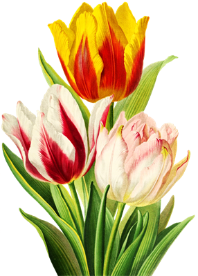 Flower0cloverさんのイラスト一覧 Flower0cloverさんのイラスト一覧