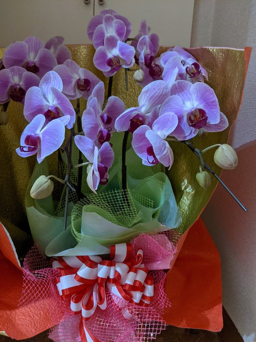 大嶺園芸さまよりまたしてもクソデカ胡蝶蘭とお手紙が届きました🤗✨マンションだから置き場所がなくてまじでキツい!🤗✨大嶺園芸さま、ありがとうございますとても嬉しいです🤗✨次にまた何かいただけるとしたら小さめのお花だと嬉しいです🤗✨
@matudo8 