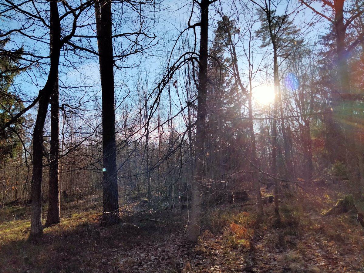 GeeraertsIndy's tweet photo. Nou ja, dat is tijdens het joggen toch een béétje raven, hoor. 😉

https://t.co/6jcTxY1dkY

#GenietenVanDePrachtigeNatuur #Sweden #Linköping #Erasmus @Jebroer https://t.co/JcQ288wJF7