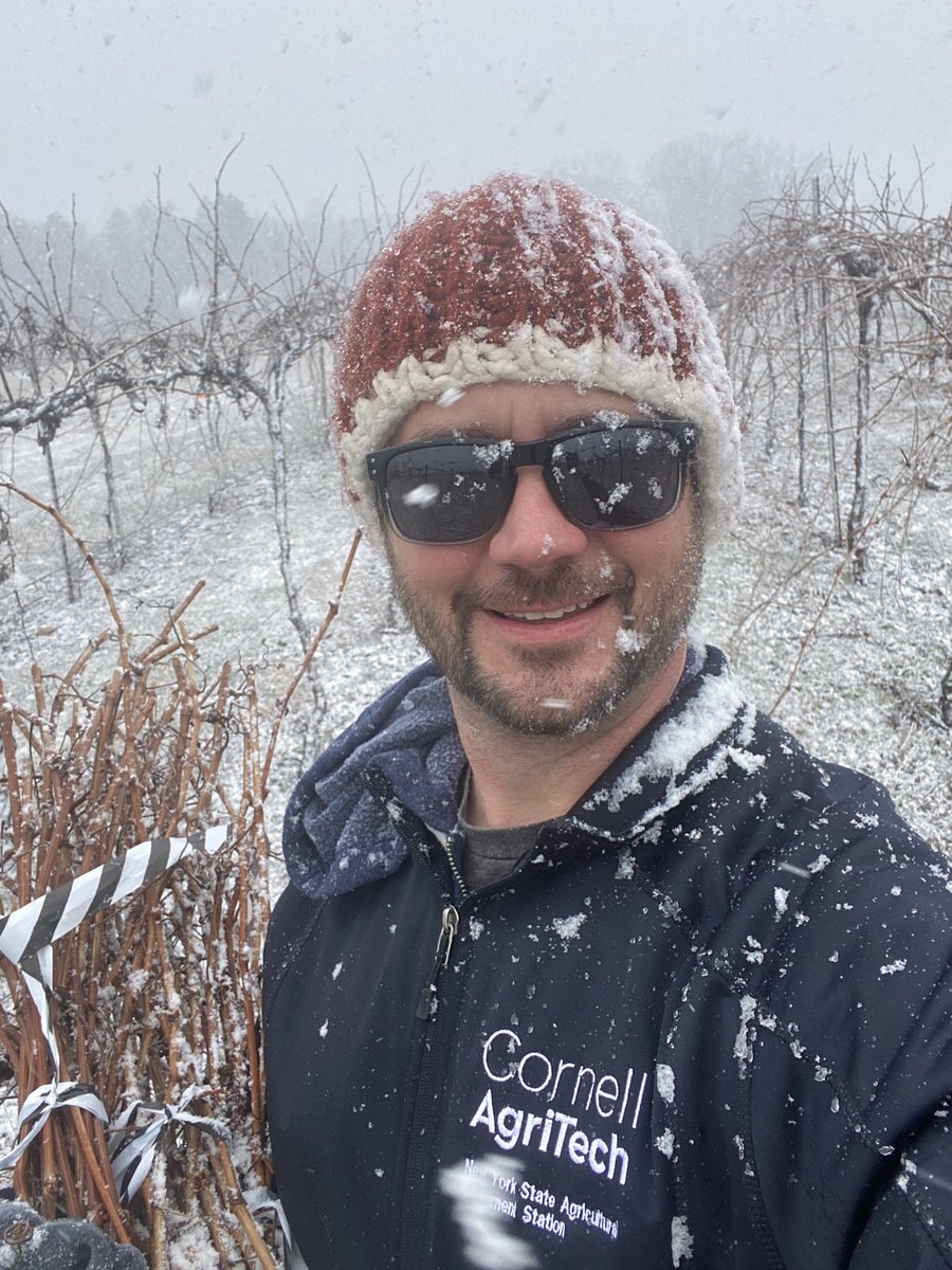 shiversherlock's tweet photo. Cant wait any longer, grabbing the last batch of deacclimation samples from the field before the pruners clean up. Was sunny two seconds ago......#ColdHardiness #Grapevine #NeedAVacation ❄️🍇❄️. https://t.co/pSDo4ezQGg