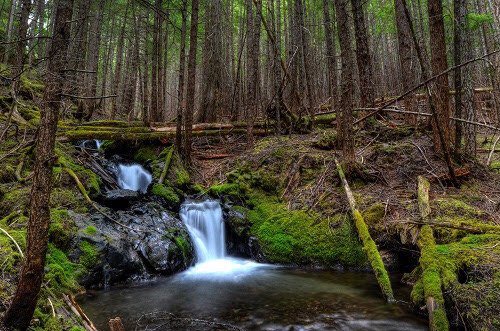 ForestServiceNW's tweet image. "Write it on your heart that everday is the best day of the year."—Ralph Waldo Emerson