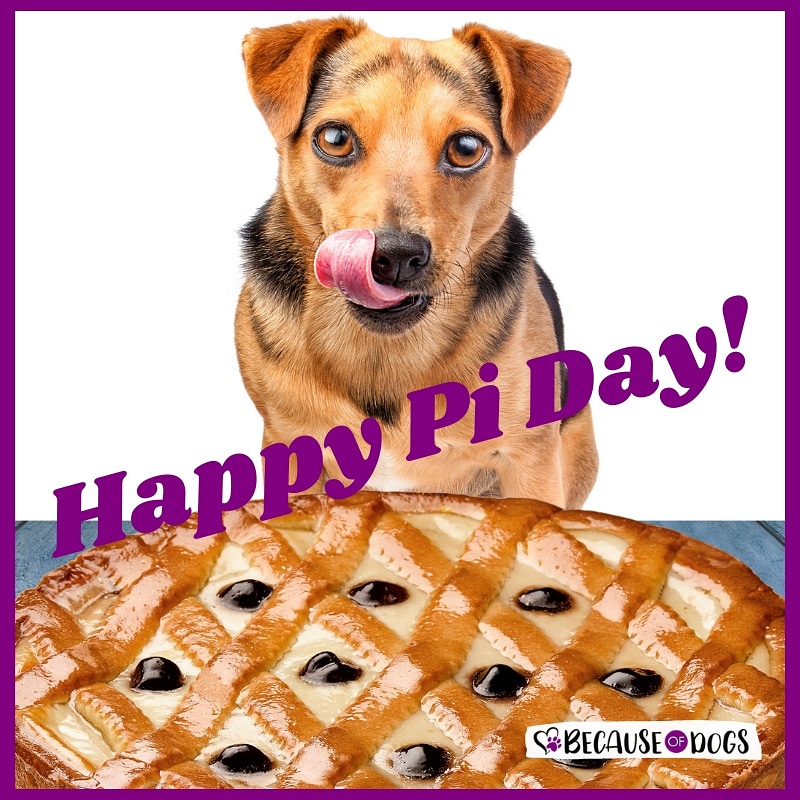 dogs_because's tweet image. Happy Pi Day!

#piday #dogsandpi #piepi #becauseofdogs