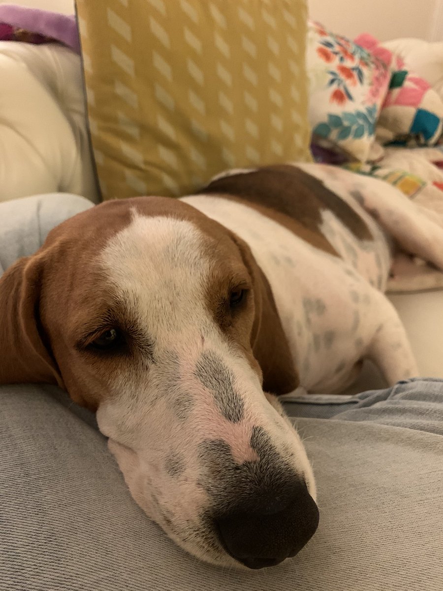 a_pancake_dog's tweet photo. Just in case it helps your day at all, please accept this photographic evidence of my cuddling skills.
#cuddleDog
#iCanSqueezeIn
#theresAlwaysRoomForPancake https://t.co/52wvYtZfTb