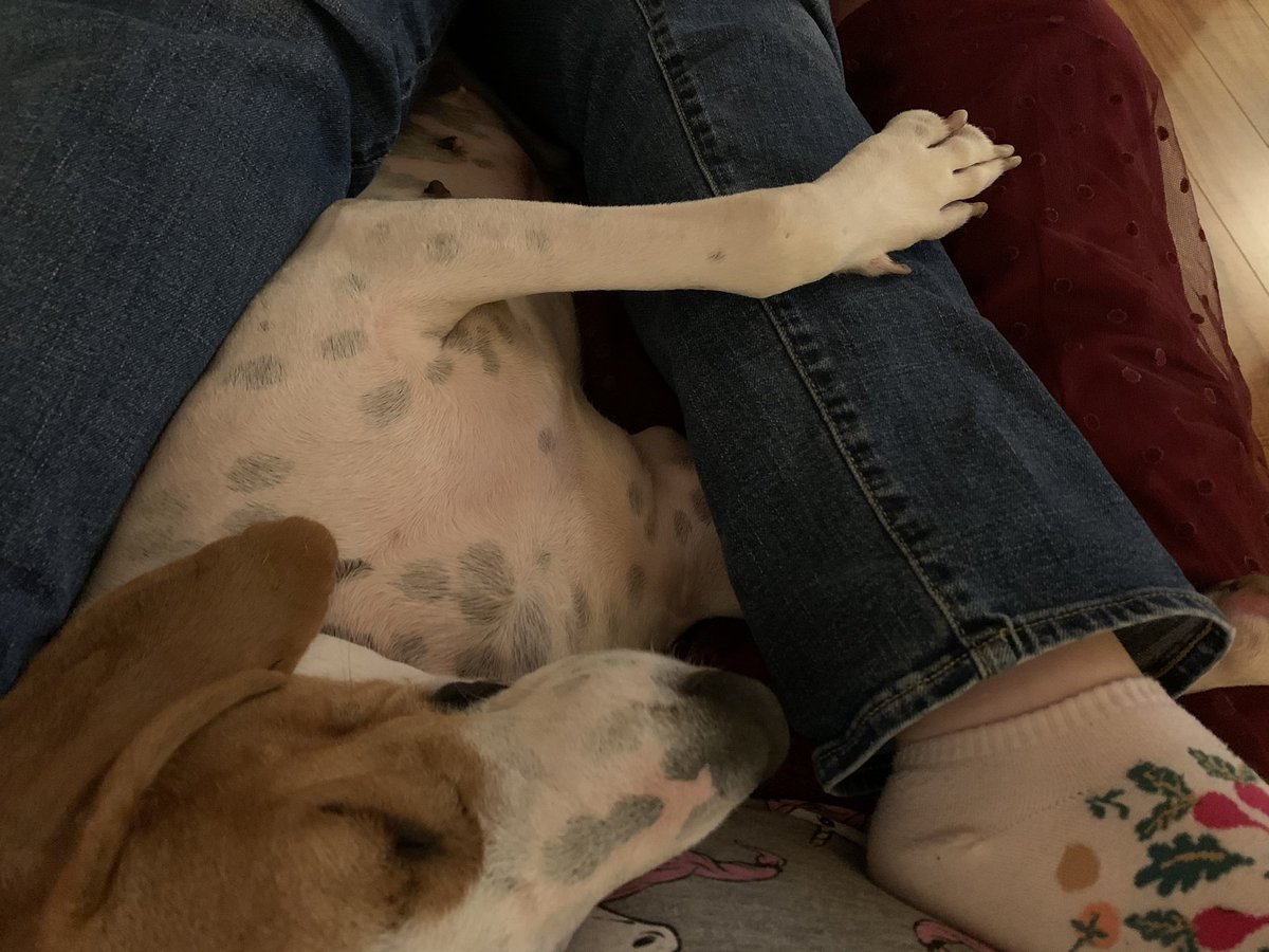 a_pancake_dog's tweet photo. Just in case it helps your day at all, please accept this photographic evidence of my cuddling skills.
#cuddleDog
#iCanSqueezeIn
#theresAlwaysRoomForPancake https://t.co/52wvYtZfTb