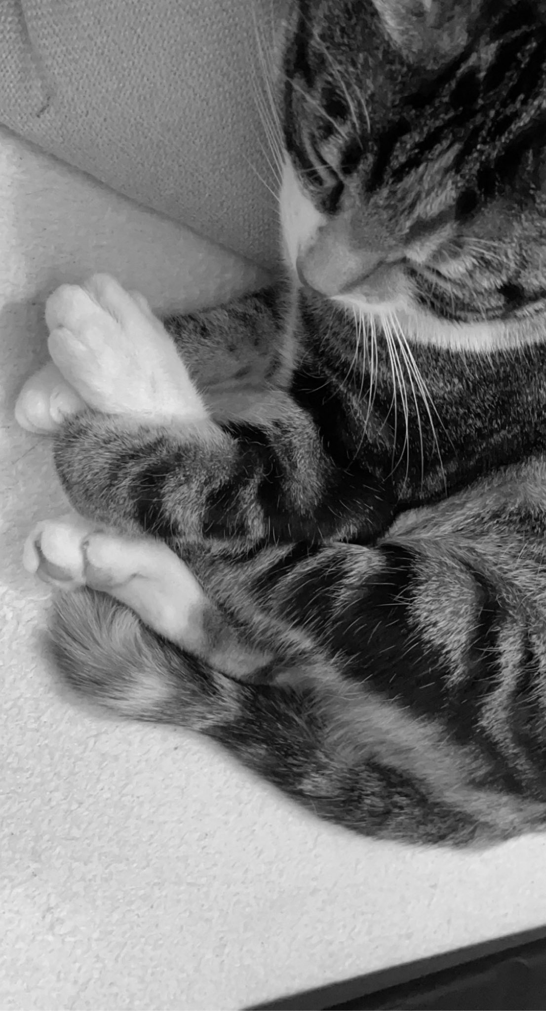 Tu Sais Pas Quoi Lorsque Ton Chat Roucoule C Est Toujours Bon Signe Ce Melange De Ronronnement Et De Miaulement Qui Donne L Impression Qu Il Roule Les R Comme Un