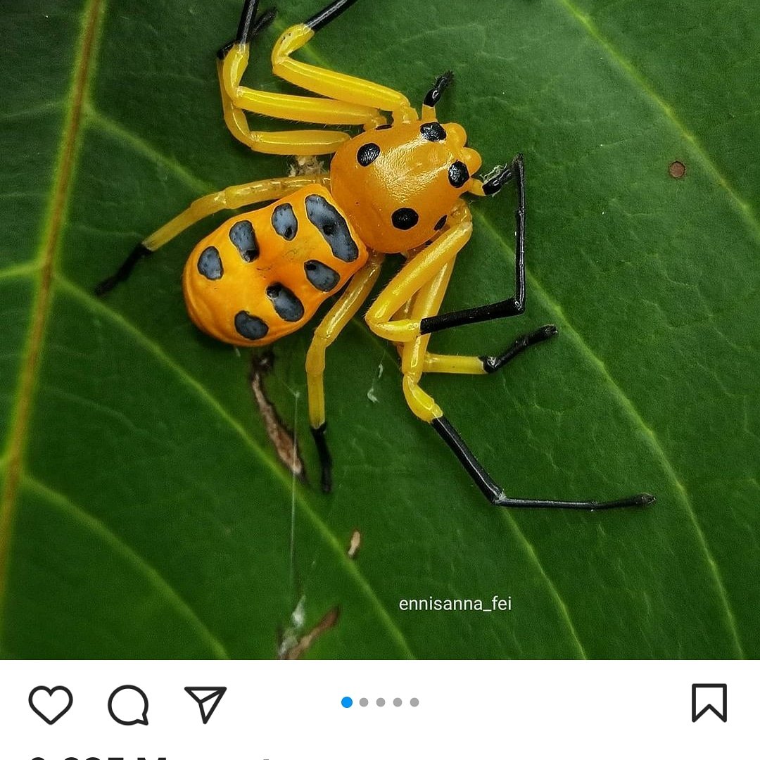 ECOTURISMPANAMA's tweet photo. Todas las especies del Planeta Tierra merecen respeto.Desde la màs pequeña hasta la màs grande.El depredador màs dañiño son las personas. Sé parte del cambio respeta y educa a las nuevas generaciones! https://t.co/AWVirAMqcU