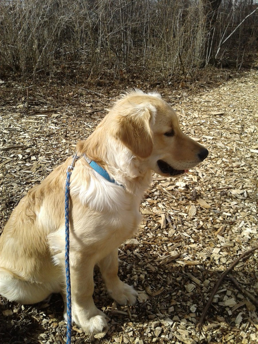 GalStarshine's tweet photo. Taking a break on our walk!  It's a bit chilly but the sun is shining!! 🐕🍁☀️☀️ #sundayvibes #dogs #dogsoftwitter #goldenretriever #puppy #almostspringtime https://t.co/e9brZxvwfO