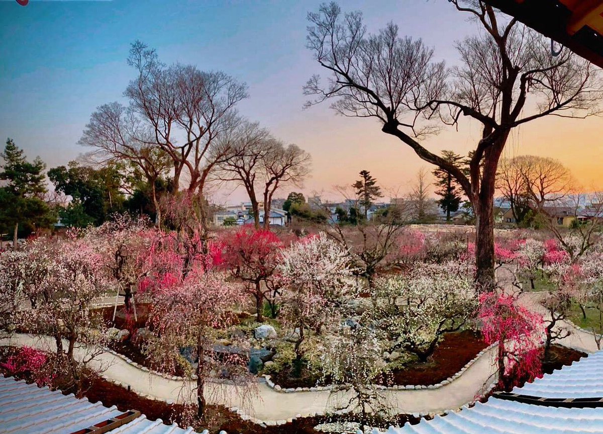 sakura_table's tweet image. The most famous plum garden
 #北野天満宮 in kyoto where closed today. It will open again next year🌸⛩