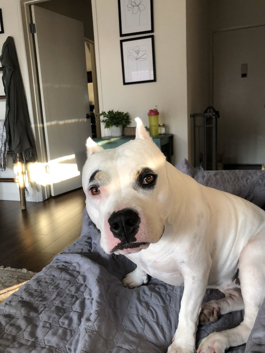 Started singing and my dog just stared at me. Omg is she amazed at how beautiful my voice is? Then she literally rolled her eyes, sighed, and went to sleep...