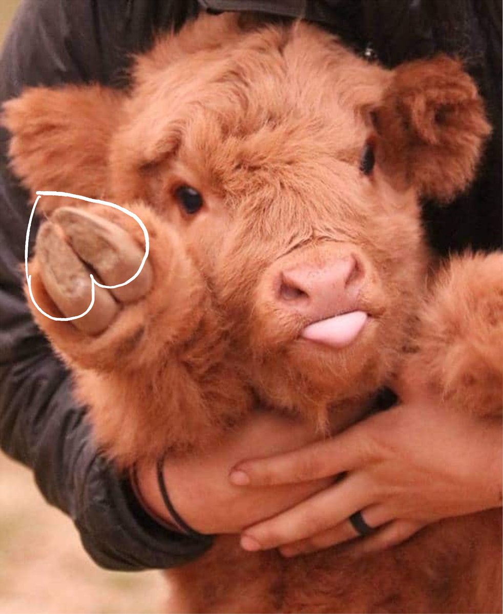 Scooterplastic's tweet photo. Love is stored... in the hoof https://t.co/L43mG8G9hm