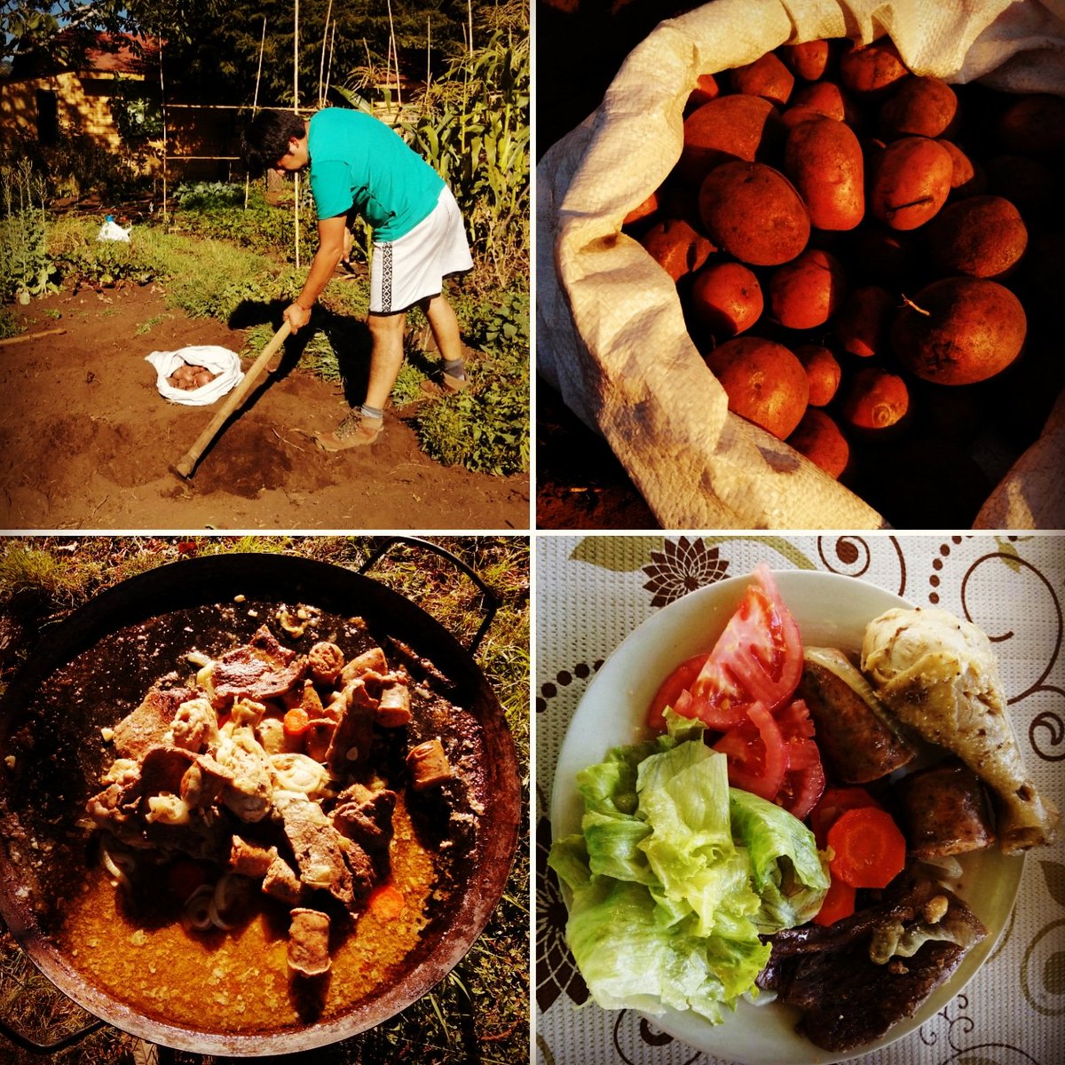 eddio_cariman's tweet photo. Sábado de cosecha de papas y de otras verduras de nuestro huerto, además de una rica comida en familia en #Quechurehue. Retomando el camino hacia la #autonomíaalimentaria. 🥬🌶️🌽🥕
Comunidad Indígena Loncoche-Quechurehue, comuna de #Cunco #Wallmapu https://t.co/cEEVr5v4K5