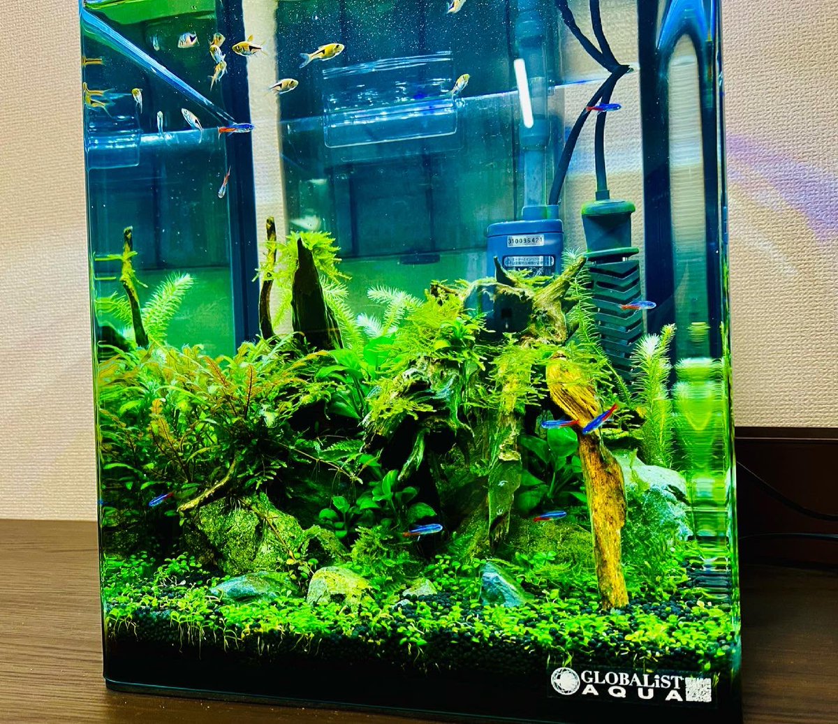 Globalist Aqua 好きな水草の一つ ハイグロフィラ ピンナティフィダ 葉を重ねならがらの綺麗な成長を魅せる ハイグロフィラピンナティフィダ 30cmキューブ水槽 森レイアウト 流木レイアウト 流木レイアウト水槽 山水石 混泳水槽 水草水槽