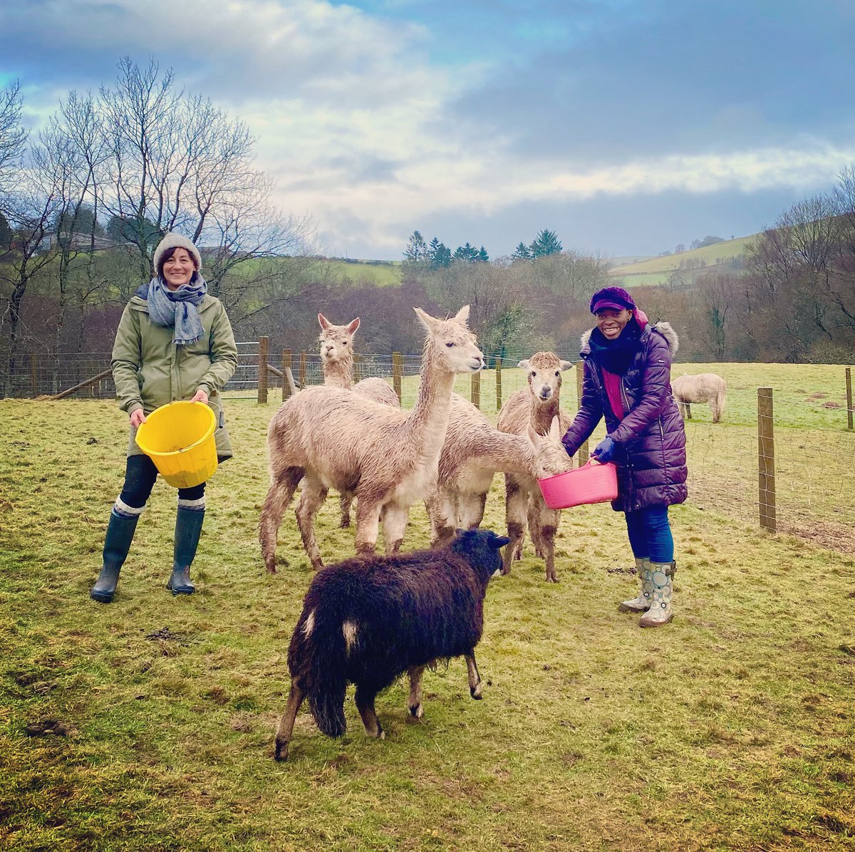 🎥🎬🏡💕🦙
Tune in TONIGHT to follow our celebrity guests who stayed at ‘Alpaca Lookout’ on a road-trip to learn Welsh. 🚗🏴󠁧󠁢󠁷󠁬󠁳󠁿

📺 ‘Iaith ar Daith' will be broadcast tonight <a href="/8pm/">8pm</a> on S4C.

<a href="/boomcymru/">Boom Cymru</a> 
<a href="/RakieAyola/">Rakie Ayola💜 Still Menopausal</a> 
<a href="/S4C/">S4C 🏴󠁧󠁢󠁷󠁬󠁳󠁿</a> <a href="/VisitBeacons/">Visit Brecon Beacons Bannau Brycheiniog</a> <a href="/visitwales/">Visit Wales 🏴󠁧󠁢󠁷󠁬󠁳󠁿</a> 
#VisitWales #BreconRetreat