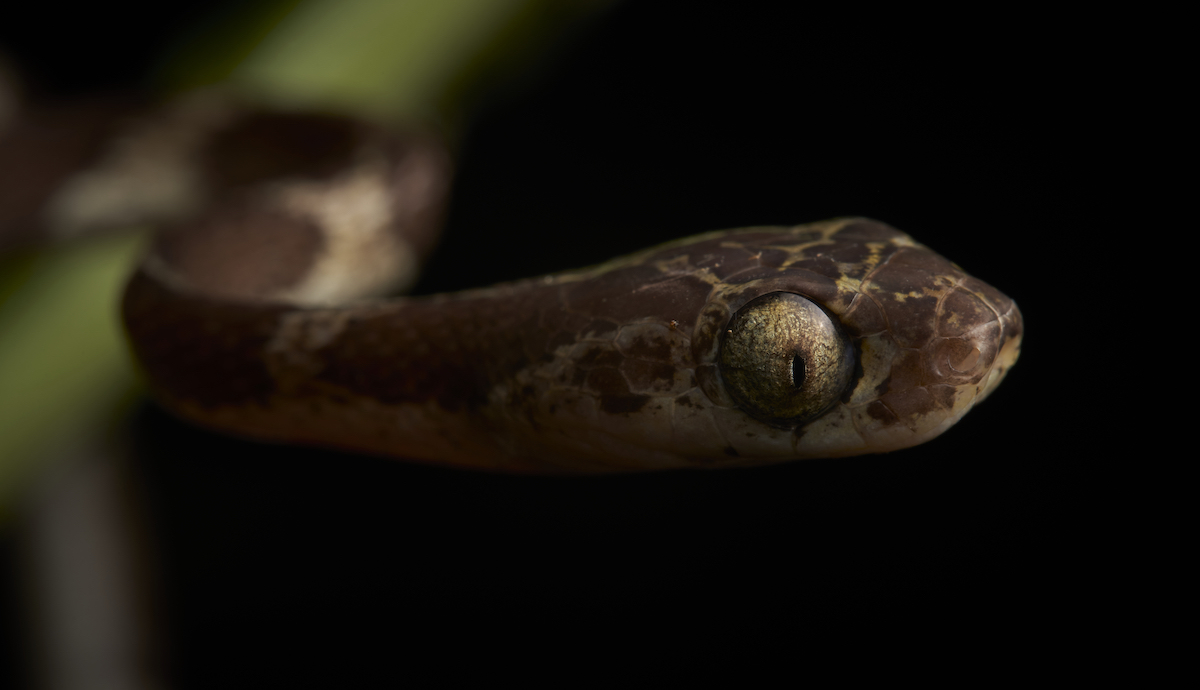 RainforestEx's tweet image. EYES THAT KILL - II PART
These are the guys we saw yesterday !!
1.Anolis
2.Imantodes
3.Plica Enyalioides
4.Lachesis muta
Photos by Paul Bertner
#peruvianamazon #wildlifephotography
