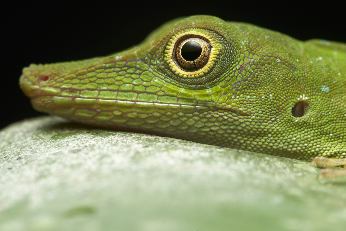 RainforestEx's tweet image. EYES THAT KILL - II PART
These are the guys we saw yesterday !!
1.Anolis
2.Imantodes
3.Plica Enyalioides
4.Lachesis muta
Photos by Paul Bertner
#peruvianamazon #wildlifephotography
