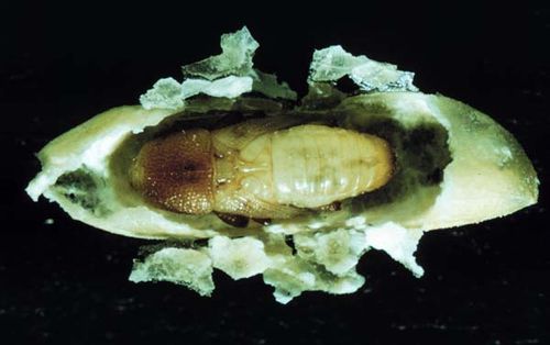 shahmilhfz's tweet photo. Kalau dalam beras, biasanya Sitophilus oryzae &amp; Sitophilus zeamais. Mat salih panggil rice / maize weevil.

Dalam bahasa melayu kekabuh kot. Kumbang atau kekabuh ni bermuncung panjang. Kumbang betina bertelur dalam butir beras. Bila menetas, larva makan beras dari dalam. https://t.co/VlAxX1rZ5u