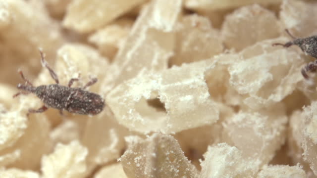 shahmilhfz's tweet photo. Kalau dalam beras, biasanya Sitophilus oryzae &amp; Sitophilus zeamais. Mat salih panggil rice / maize weevil.

Dalam bahasa melayu kekabuh kot. Kumbang atau kekabuh ni bermuncung panjang. Kumbang betina bertelur dalam butir beras. Bila menetas, larva makan beras dari dalam. https://t.co/VlAxX1rZ5u