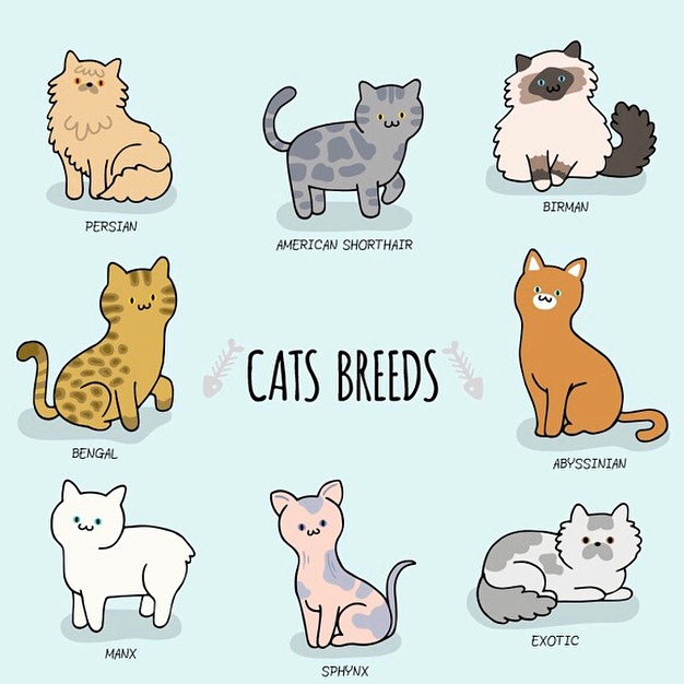 KittyFloofsVids's tweet photo. Do you have a favorite breed? 🤗

💥Viral and Entertaining Cats by @kittyfloofs  
🗯️Have Fun and Learn About Cats With @kittyfloofs

 #catlifeisgood #cutecatsgram #cutecatvideo #cutecatvideos #cutecatofinstagram #cutecatonline #cutecatplus #funnycatsmeow #funnycatmemes https://t.co/e3QRrag2Ox