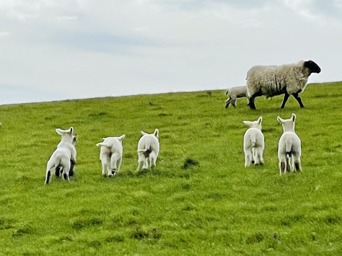 Walking the South Downs Way. Again. Never boring.