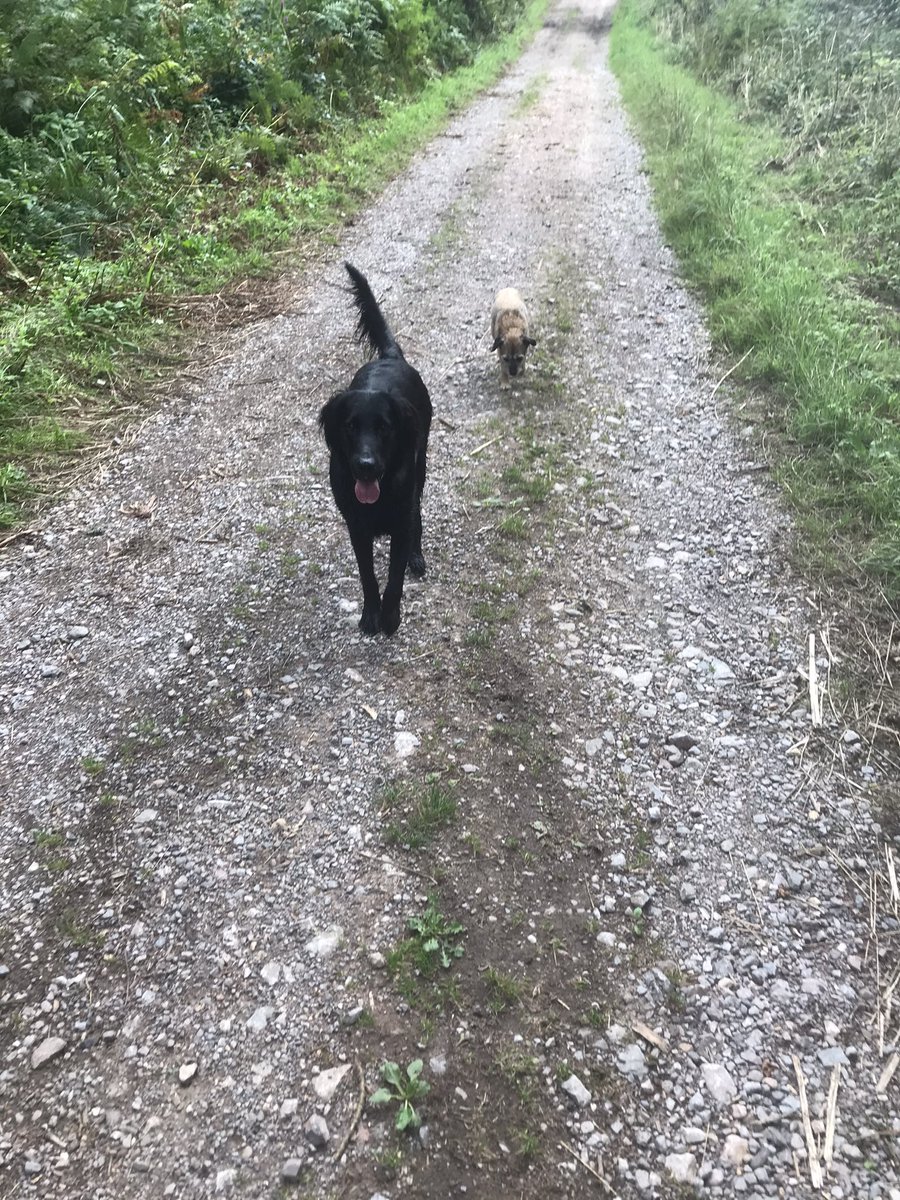 bridportlion's tweet photo. A lovely Dorset walk this morning along the river Brit, also first time back in the water for the 4 legged one..Happy Sunday everyone #piratesvirtualwalk https://t.co/tToZmBxtme
