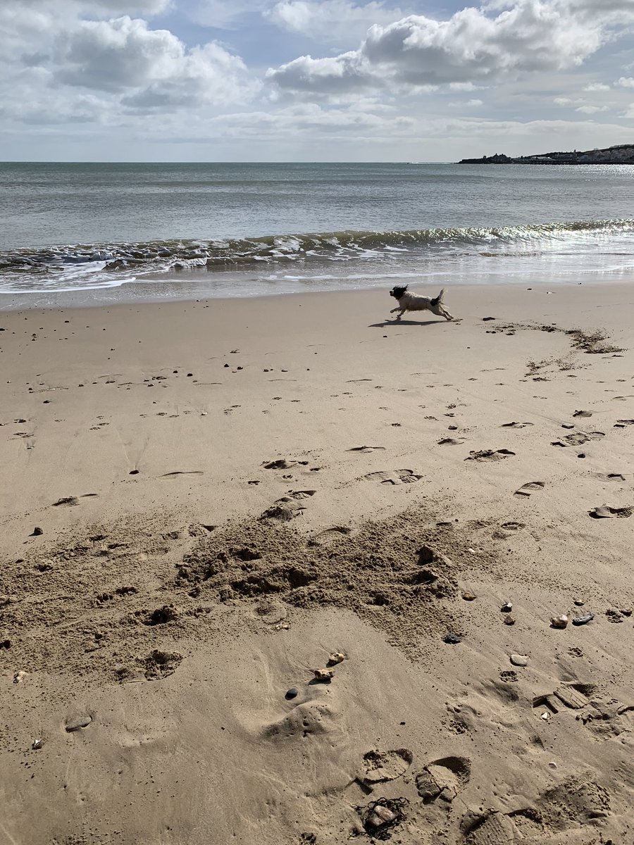 Kirstin16o3's tweet photo. @Dawlishchief @Charisma_Effect @rncfeb @semtexsue @1StevieKilner @ChubbyFlanwert @Debjacobs2508 Only a couple of snaps, but a great #piratesvirtualwalk before the beach closes to dogs at the end of the month https://t.co/58Ap8AAPvT