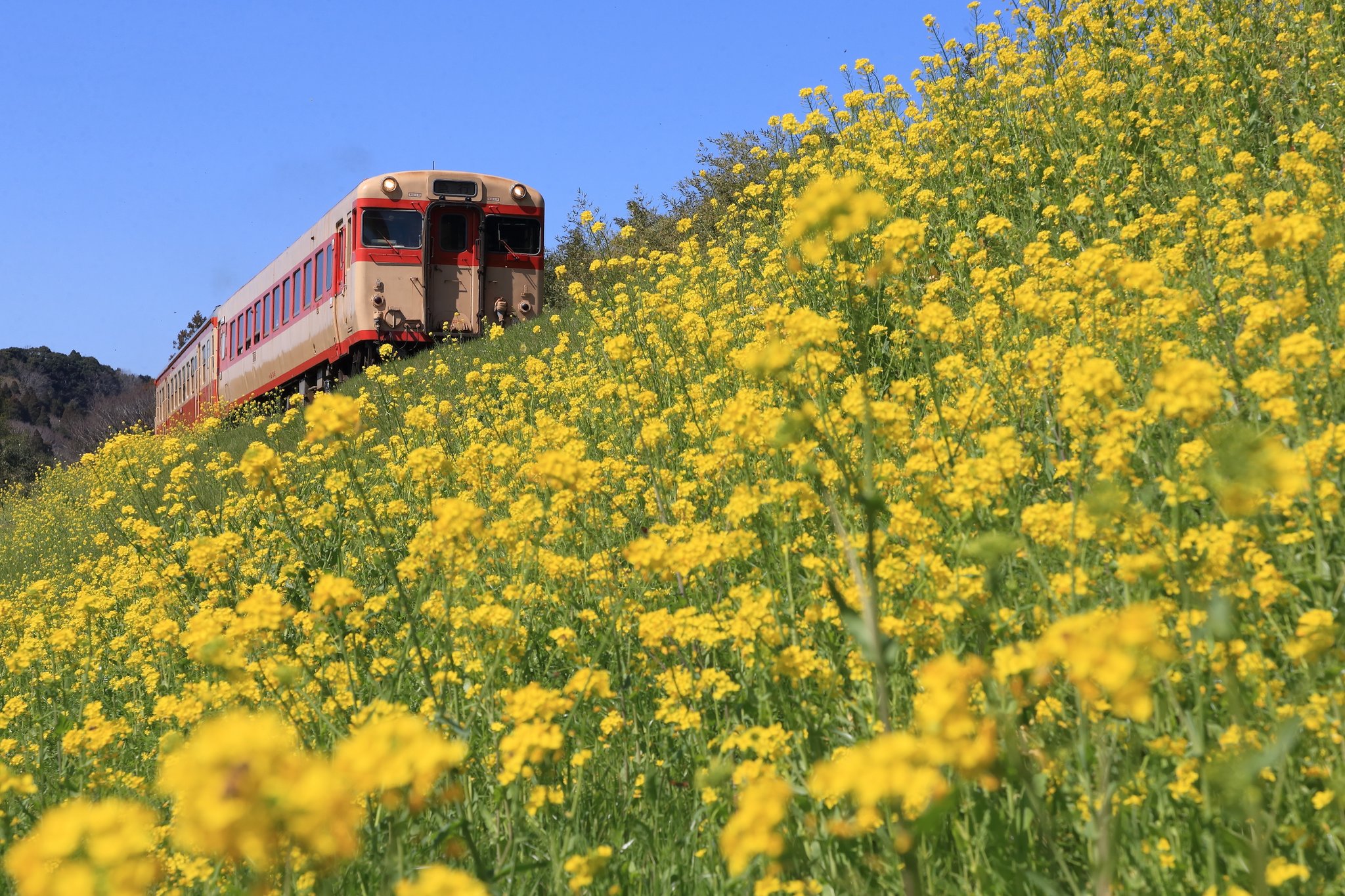 すとらいかー 21 3 14 いすみ鉄道 102d 101d 67d 68d 先週よりキハの急行が運行再開し 菜の花が見頃 を迎えたいすみへ 昨日の天気とは一転 快晴の空の下で菜の花が輝いてました T Co 9awmjkol0v Twitter