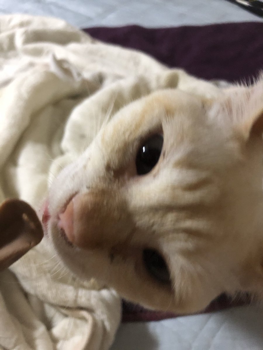 猫の口臭 猫の口臭