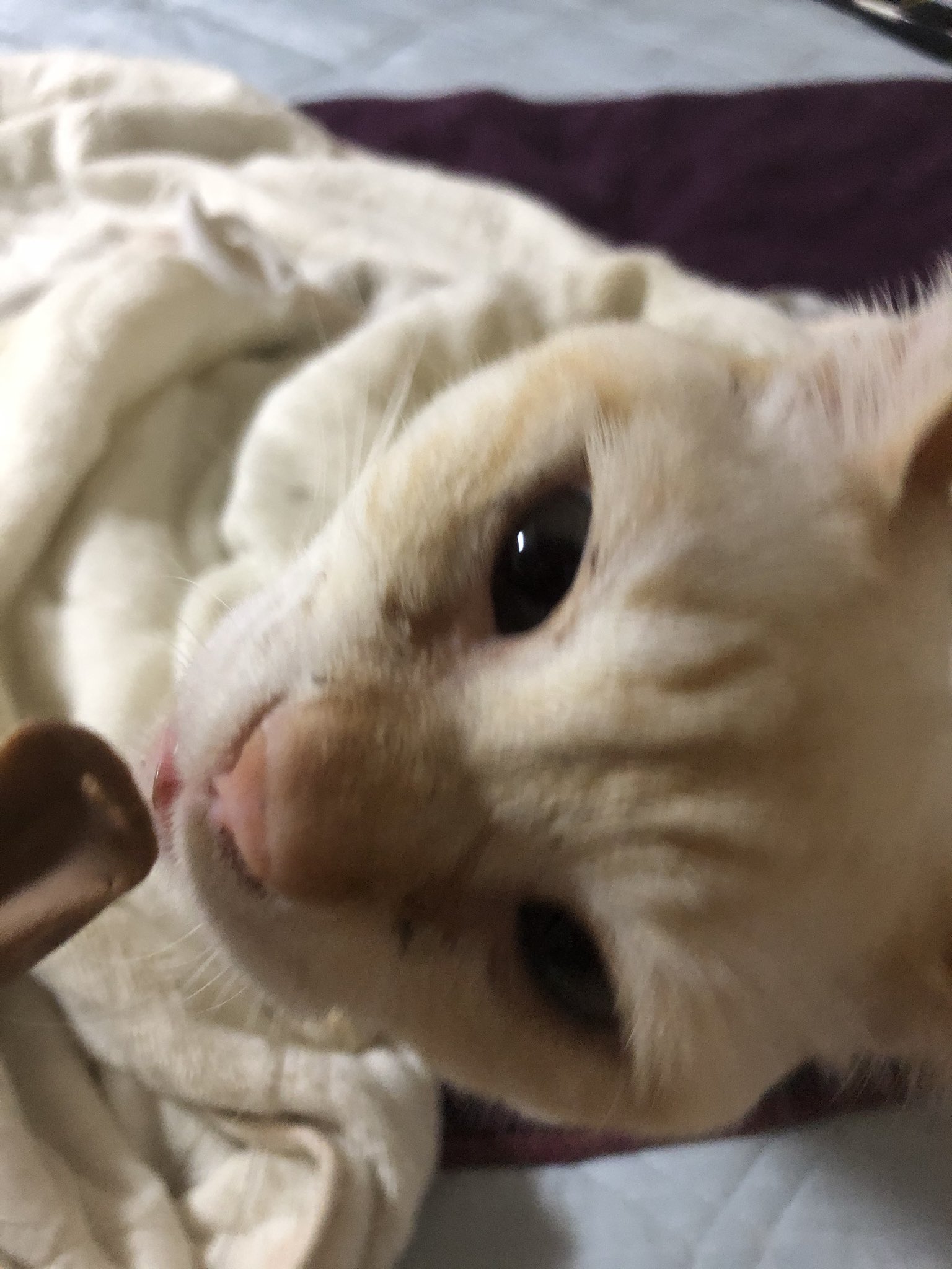 猫の口臭 Twitter Search Twitter
