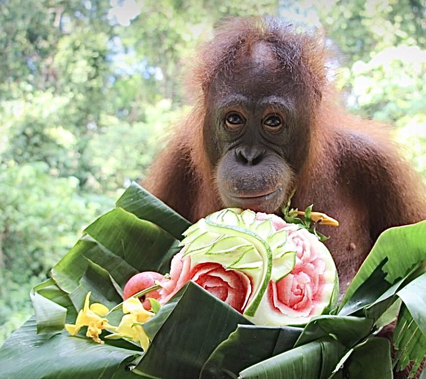 Orangutweets's tweet photo. Happy Mother’s Day to all these beautiful orangumums! https://t.co/yW6g0ToDBU
