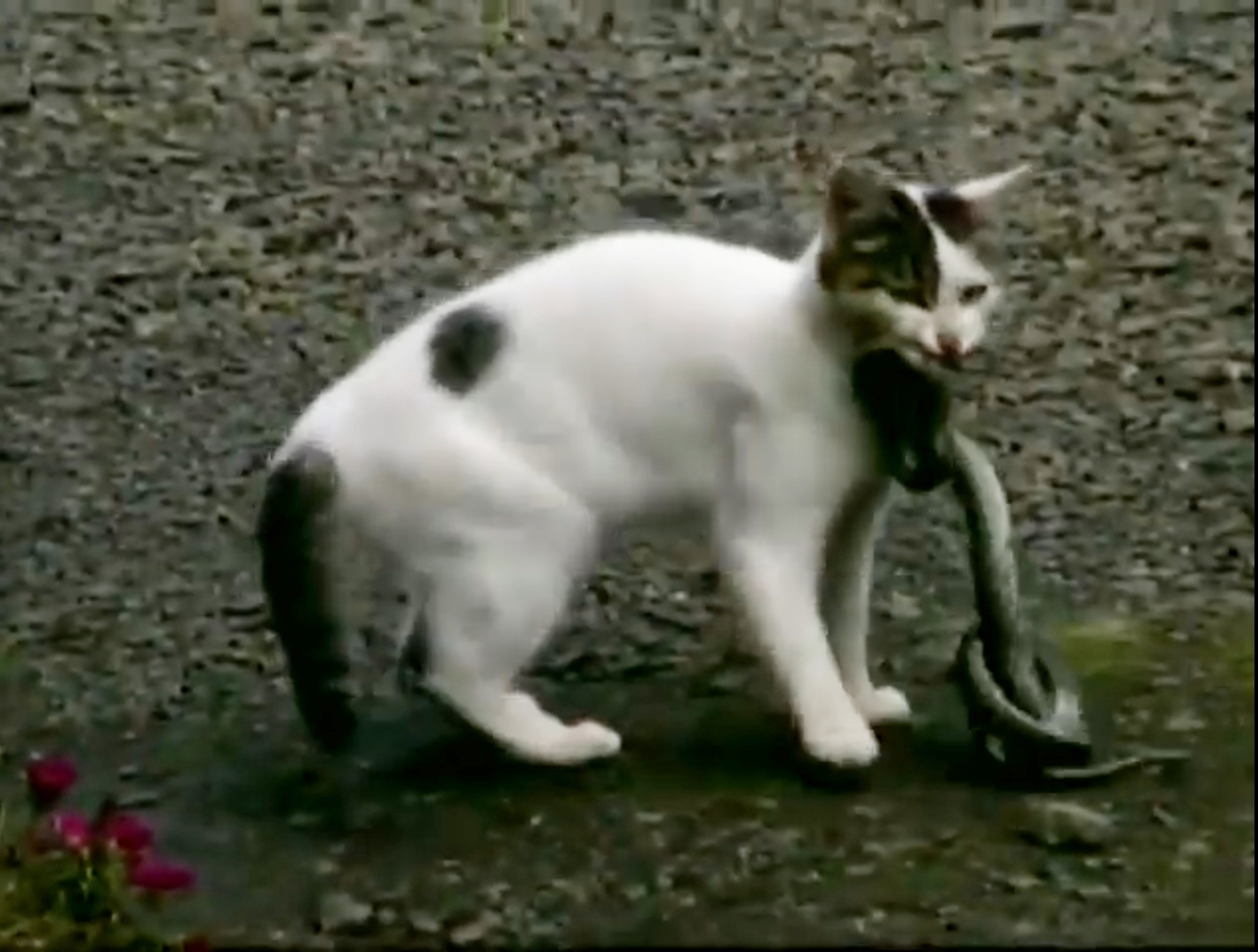 Piameow 猫vs蛇 命がけで尻尾を震わせる ほぼノーカット版 T Co 6xraluohfx Youtubeより Piameow 猫vs蛇 命がけで尻尾を震わせる ほぼノーカット版 T Co 6xraluohfx Youtubeより