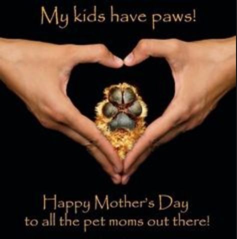 AnimalComms's tweet image. Happy Mother's Day to all the fur baby mums out there, and those who have feathered, or scaley or anything else babies. #MothersDay