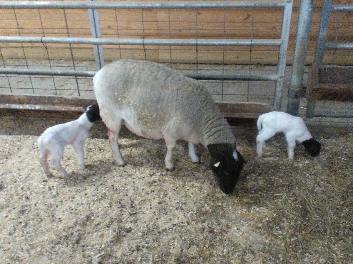 EssexNorthShore's tweet photo. Somehow these two little ones knew it was spring forward! Welcome to this beautiful world. #life #moretocome #aglife #ENSFarm #HawkTalk #CreateEncouragePromoteDevelop #ENSATS https://t.co/zPO3UgnJY8