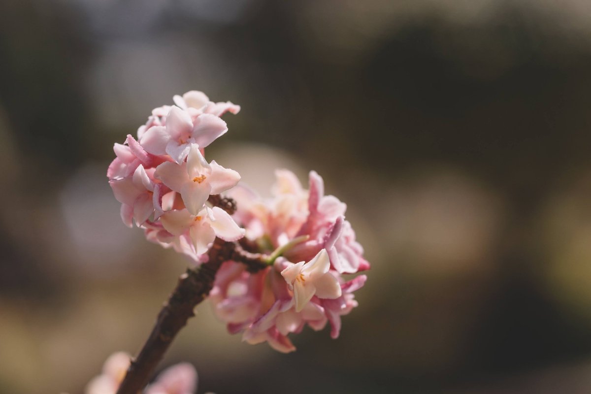 らいむ いとし面影の沈丁花 って歌詞でよく知っているものの 沈丁花の花ってちゃんと見たことなかったのよね 小さくて儚げだけれども凛とした花なのね