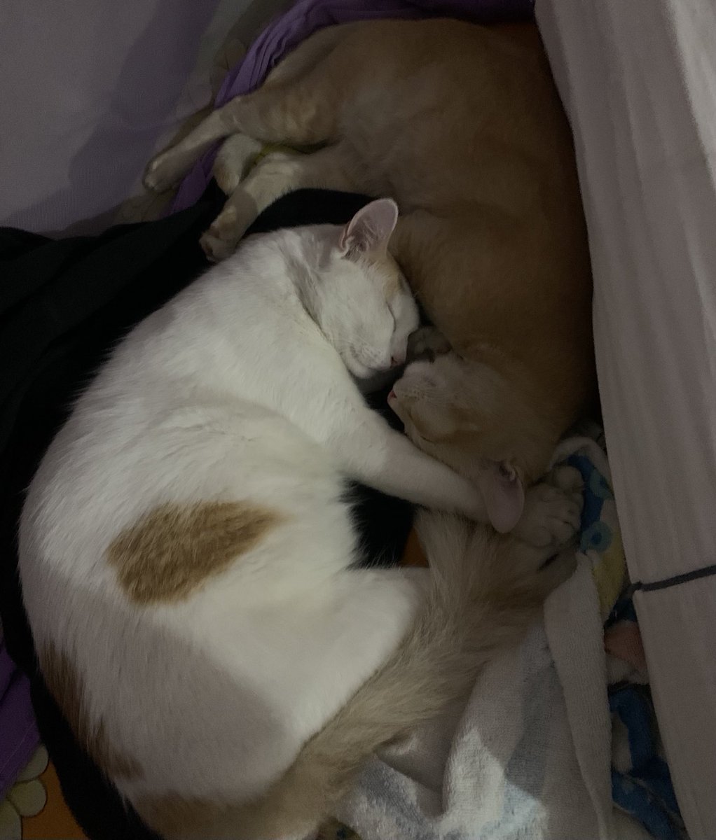 chefahossain's tweet photo. Sleeping with close friend!! https://t.co/WPQt0w60Go