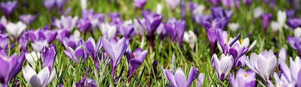 opensrcgardens's tweet image. Spring is coming and we are sending out starter kits with #OpenSourceSeeds to help you create a beautiful #OpenSourceGarden this year while openly connecting with each other. 

Order your seeds and join our community:  opensourcegardens.info/order-seeds.en…

#ConnectingGardens