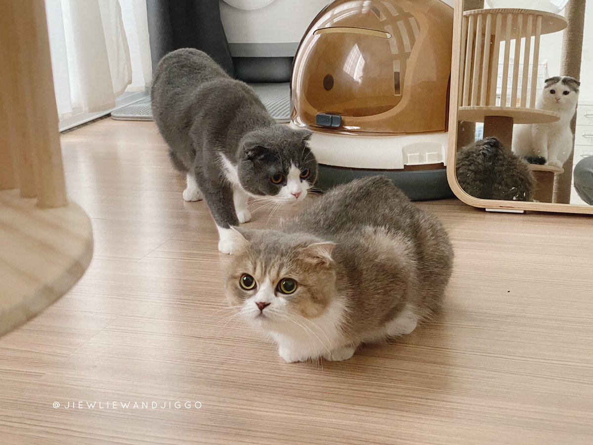 jiewliewnjiggo's tweet photo. จิ๋วน่ารักได้แม่ /แต่ได้มาน๊อยนึงงง https://t.co/8EIEoKv1MP