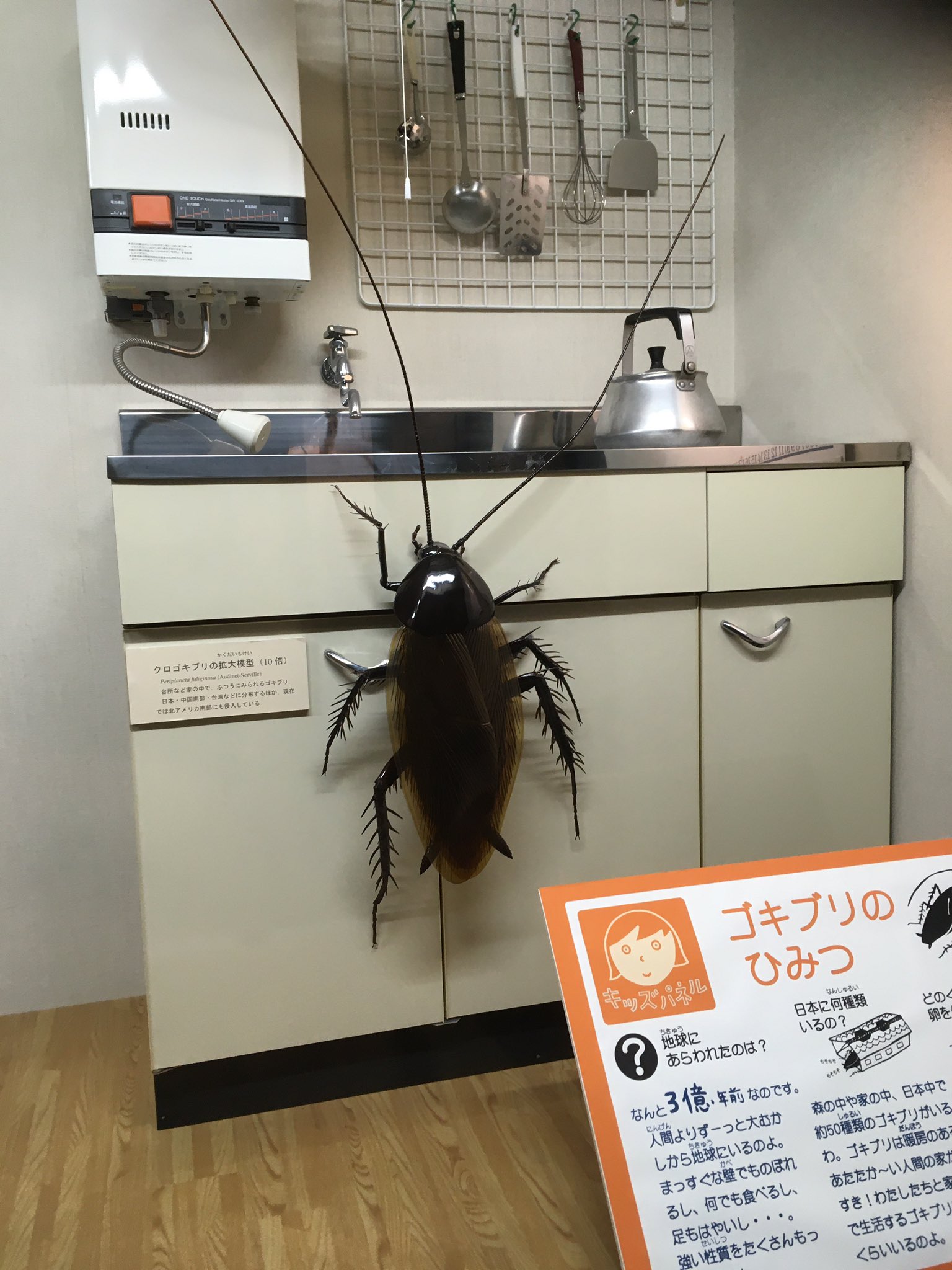 しゅんちゃん ゴキブリデカすぎ 笑 長居博物館 ゴキブリ デカ過ぎ 巨大 T Co M18t16errc Twitter