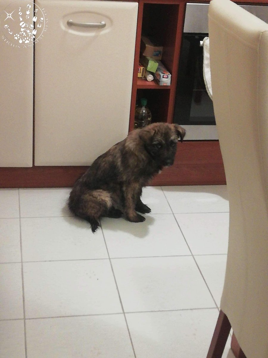 Sirius Animal Rescue tweet media