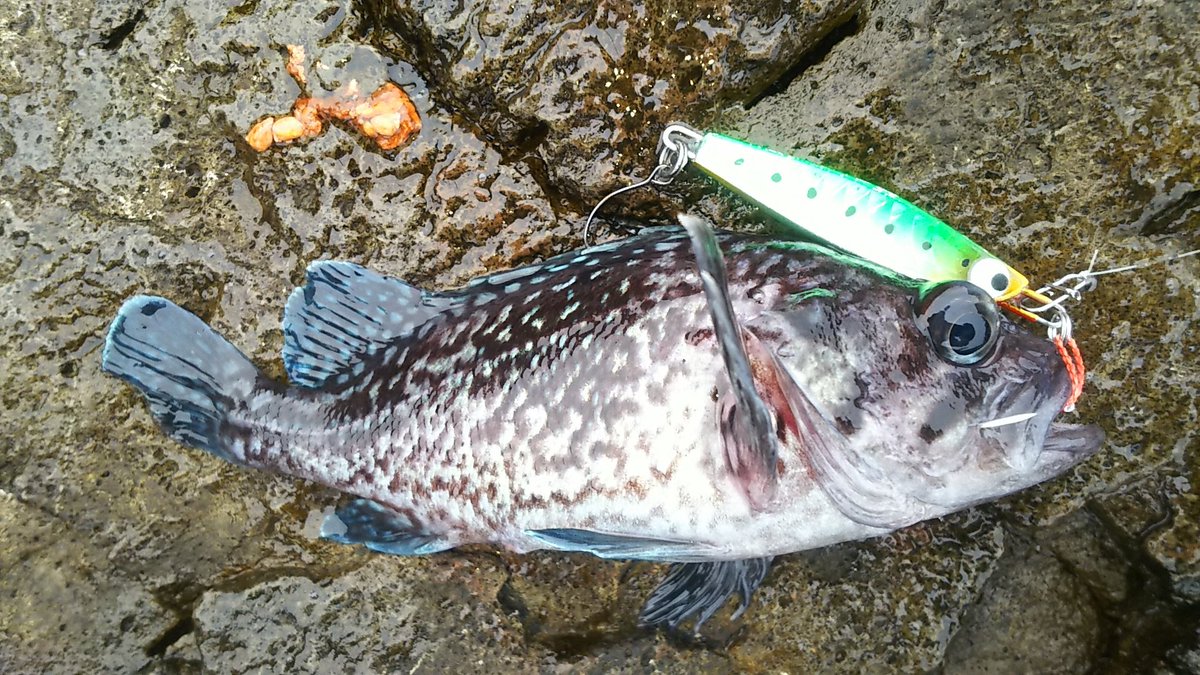 ましりと 最近はいい釣りが出来てないので ホッケでもと有名ポイントへ 青森市内より水温が高めに安定してるのか 根魚がいい感じで釣れました ここでも徐々に春が近づいてるのが感じられた 青森のメバルや根魚は重いメタルジグが大好きなようです