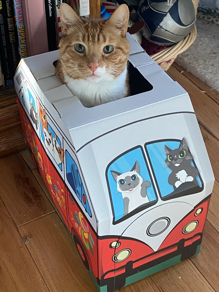 frankeartothere's tweet photo. My boy is ready to hit the road and head down to Disney right meow!! #WaltDisneyWorld #CatsOfTwitter #roadTrip #missingthemagic https://t.co/O0mbBTeGUG