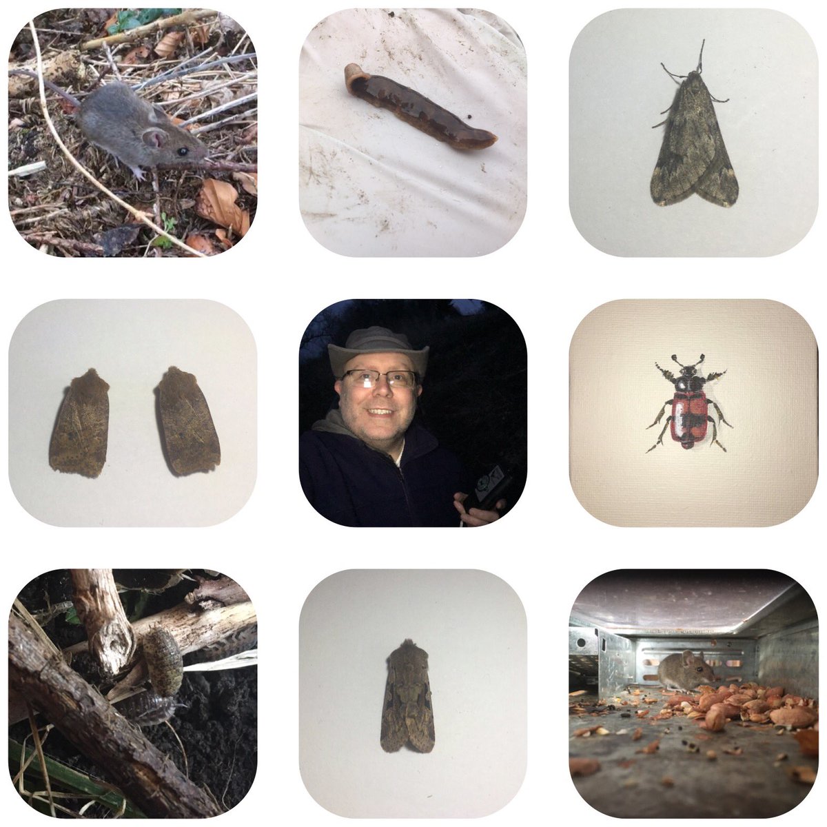MyWildlifeYear's tweet photo. Put together this wee collage that sums up Week 10 of #MyWildlifeYear. You can find the full video on IGTV or YouTube channel. Link in bio.
#WoodMouse #NewZealandFlatworm #MarchMoth #ChestnutMoth #BatDetector #SextonBeetle #Woodlice #HebrewCharacter
@BBCSpringwatch @SIBirdClub https://t.co/8UnxiMTTfV