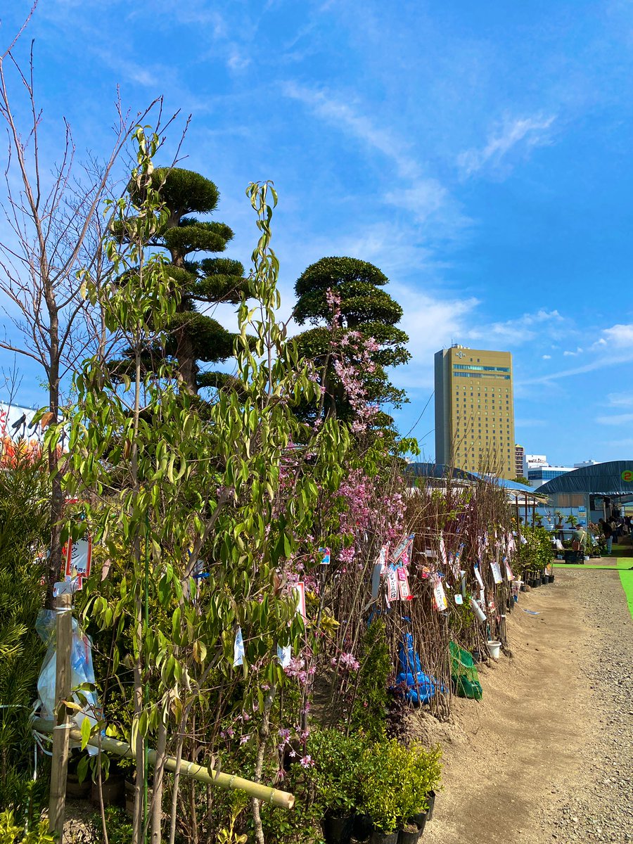 くまもと春の植木市 Twitter Search