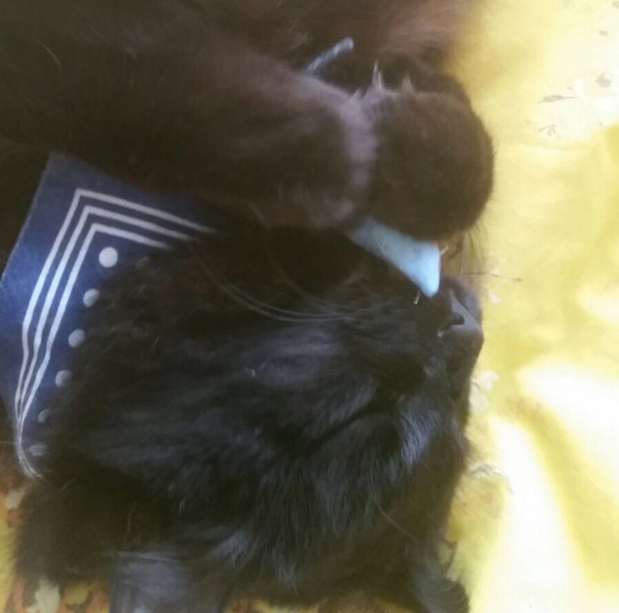 Cat nipped up to the eyeballs #CatsOfTwitter 

More on YT: youtu.be/fRxnXnFXQSc