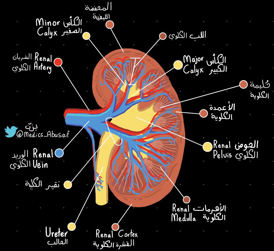 medics_AbuSaif's tweet photo. لو الاناتومي بالعربي … https://t.co/RC4PtYUnF0