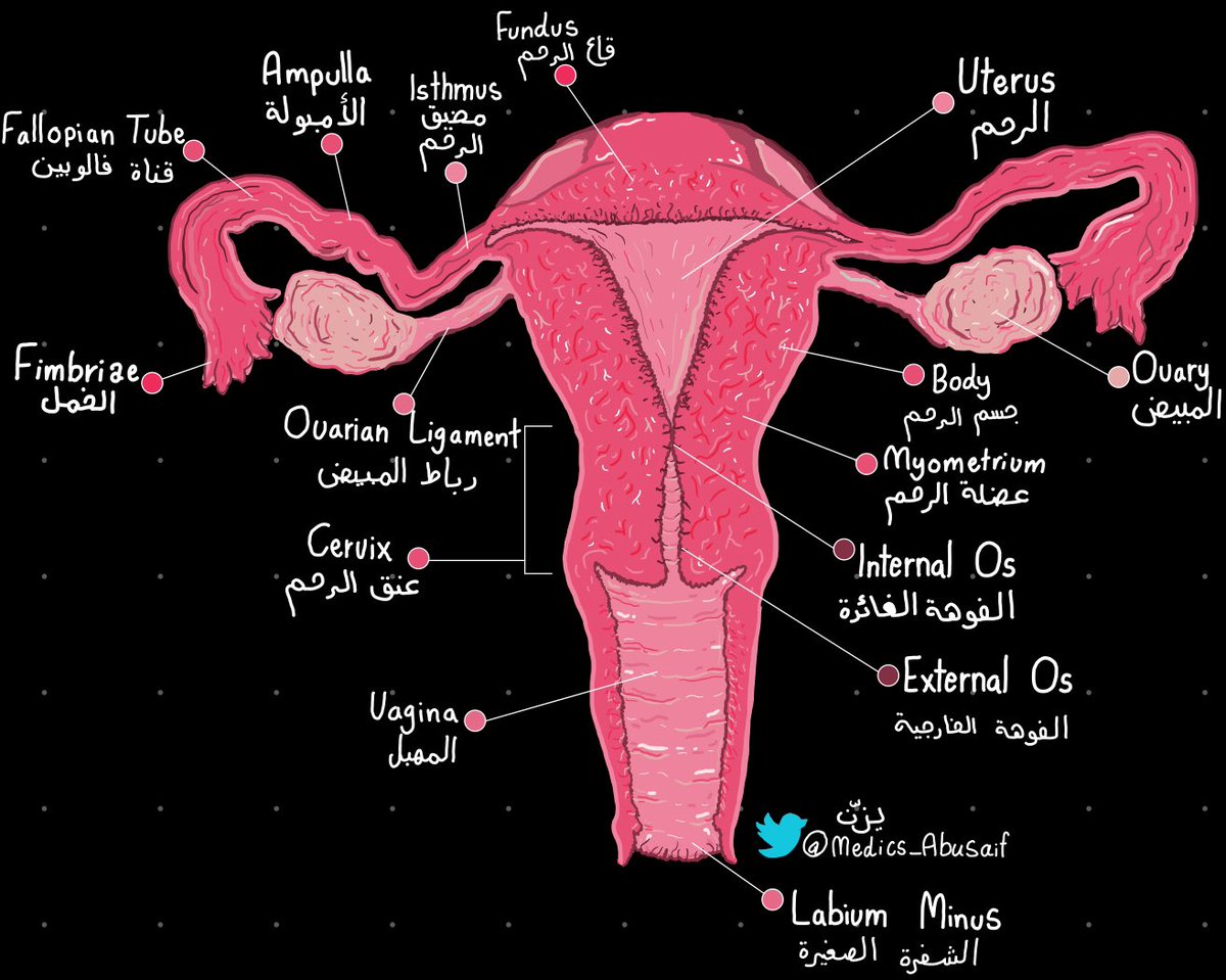 medics_AbuSaif's tweet photo. لو الاناتومي بالعربي … https://t.co/RC4PtYUnF0